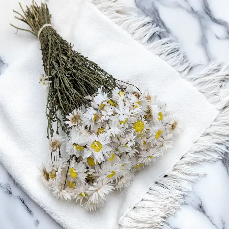 Acroclinium BIALE 50G PLS 1.png