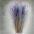 Briza minima lawendowa 4.png