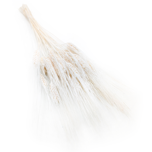 Pszenzyto EXTRA bielone.png