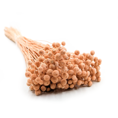 Amarelino brzoskwiniowe 111.png