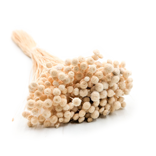 Amarelino beżowe 111.png