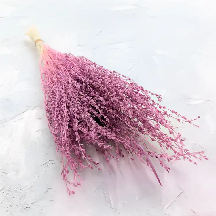 Lepidium wrzosowe 2.png
