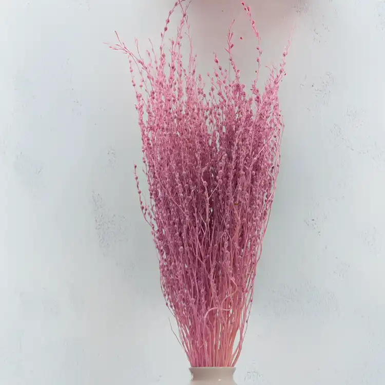 Lepidium wrzosowe 5.png
