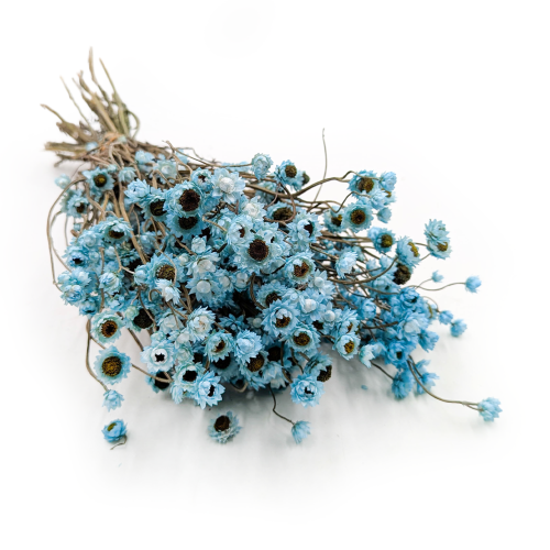 Ammobium - Złociszek Lazurowy 3.png