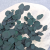 Populus LC 2.png
