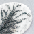 Baby Ziel LC 2.png
