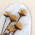 Plumosum Cream 5szt 3.png