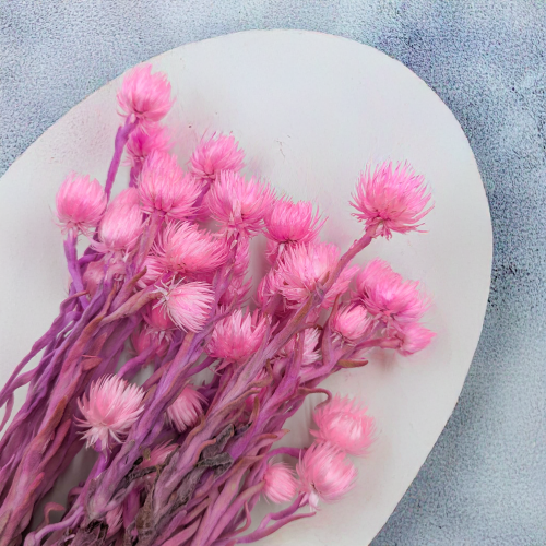 Kaaps różowy IT 3.png