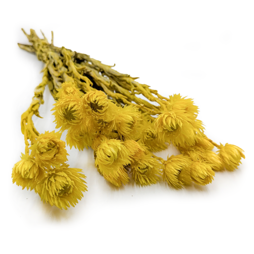 Kaaps żółty IT 00.png