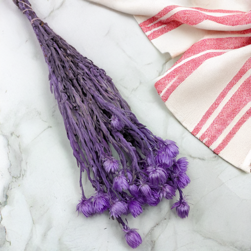 Kaaps lawendowy IT 3.png