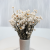 Ammobium - naturalne PLS 4.png