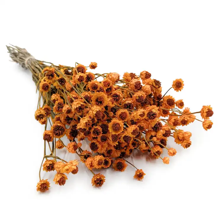 Ammobium pomarańczowe.png