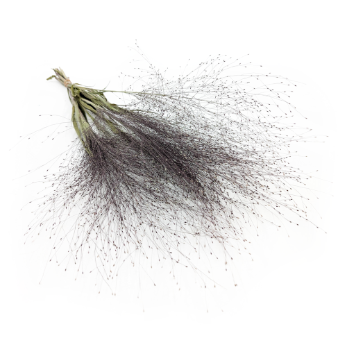 Proso Różgowate Naturalne SZ.png