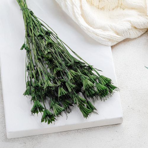 Nigella orientalis butelkowa zieleń IT 1.png