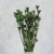 Nigella orientalis butelkowa zieleń IT 5.png