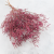 Statice Marine Vintge Pink 1.png