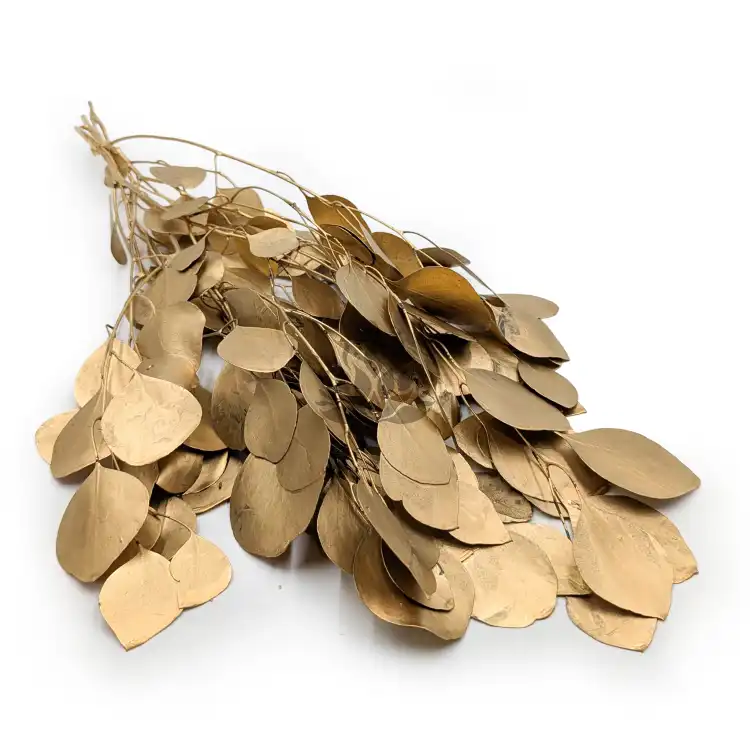 Populus gold it 00.png
