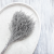 Lepidium Silver srebrne IT 4.png
