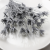 Nigella orientalis Srebrna IT 2.png