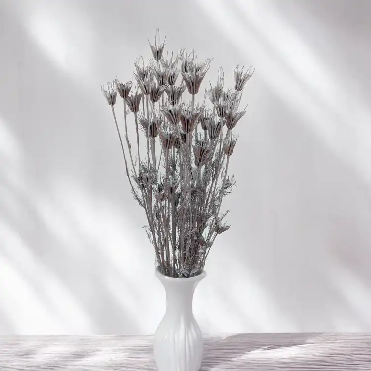 Nigella orientalis Srebrna IT 4.png