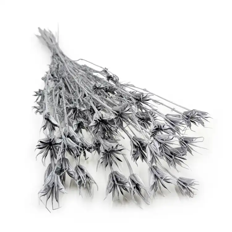 Nigella orientalis Srebrna IT 0.png