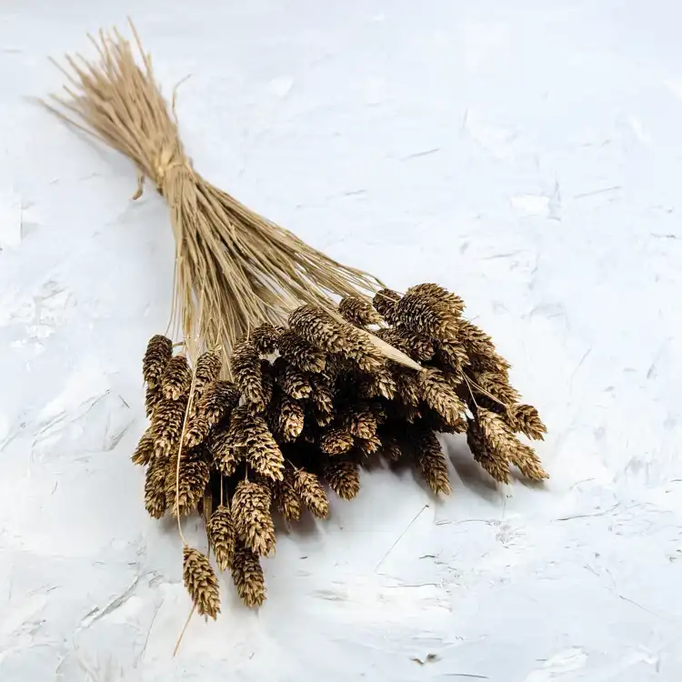 Kanar Gold IT 1.png