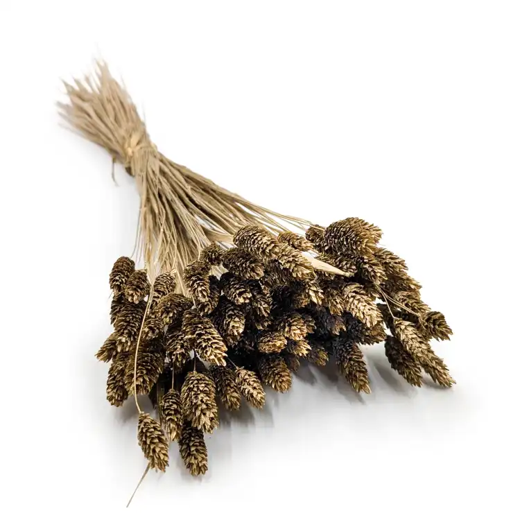 Kanar Gold IT.png