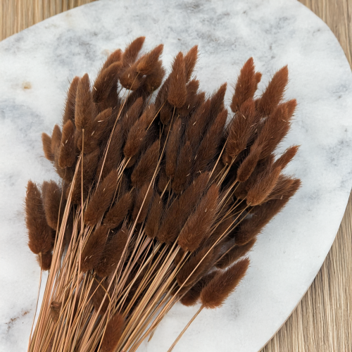 Lagurus Chocolate 2.png