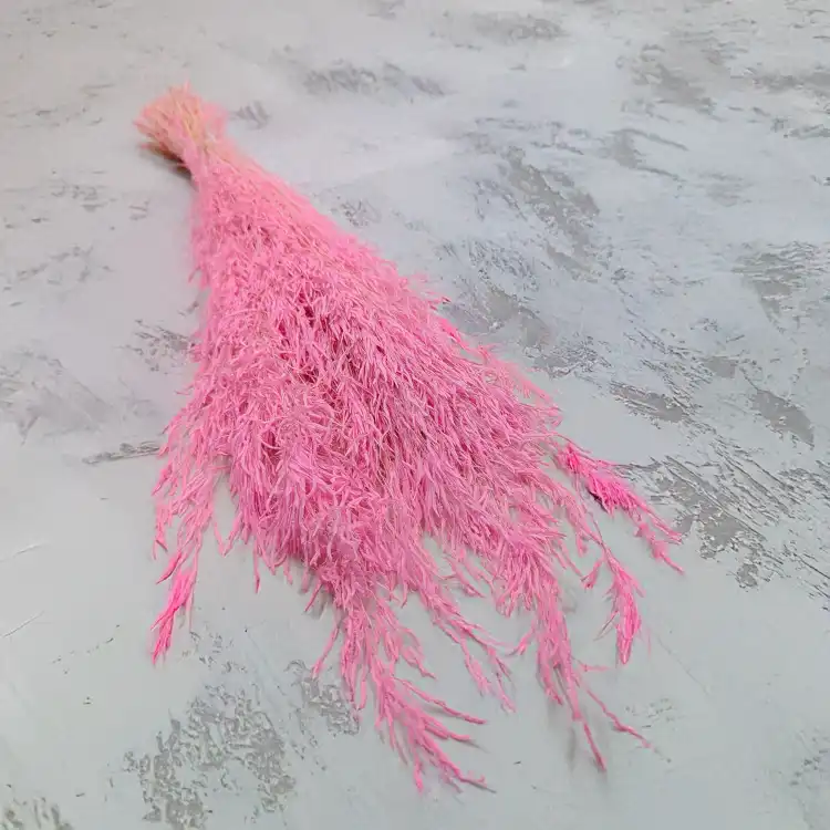 Briza Segromigno Light pink.png