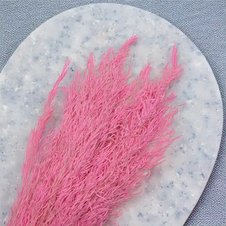 Briza Segromigno Light pink 1.png