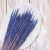 Trawa Granatowa PLS 2.png