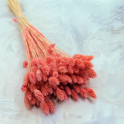 Kanar koralowy 1.png