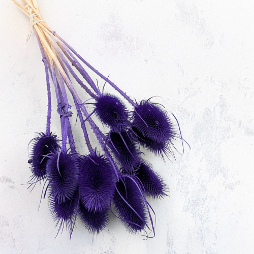 Oset niebieski II 1.png