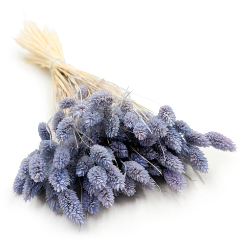 Kanar niebieski jeans.png