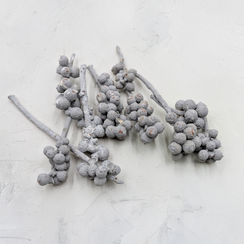 Acorn Bunch 1.png