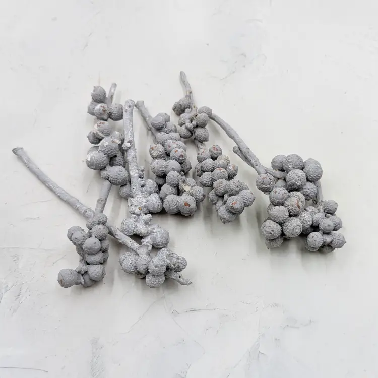 Acorn Bunch 1.png