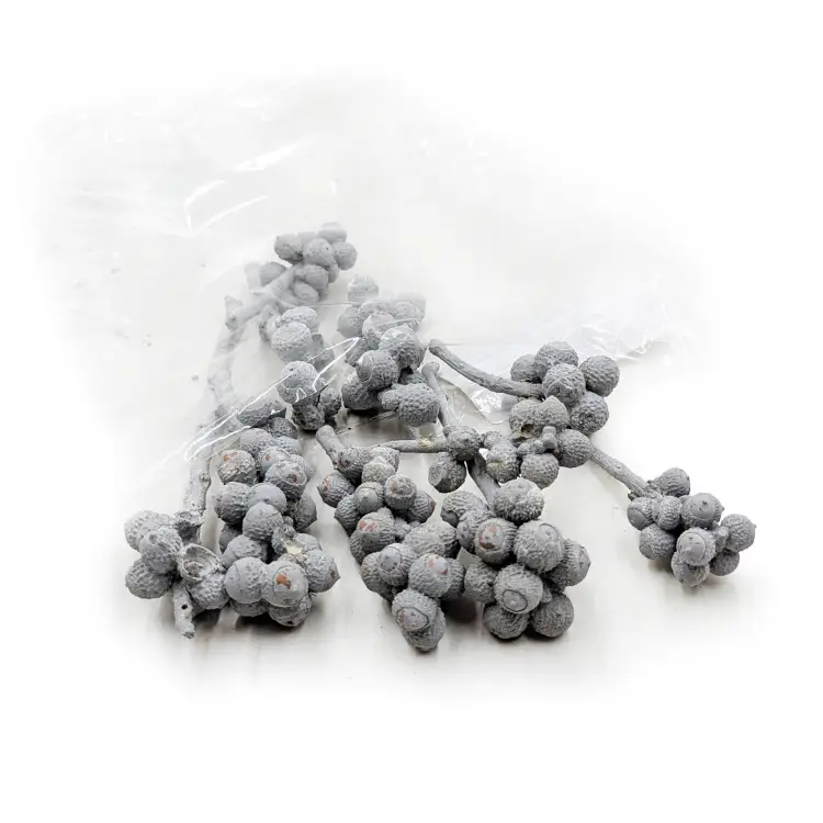 Acorn Bunch 3.png