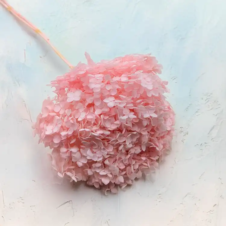 Hydrangea Pink Royal 03 1.png