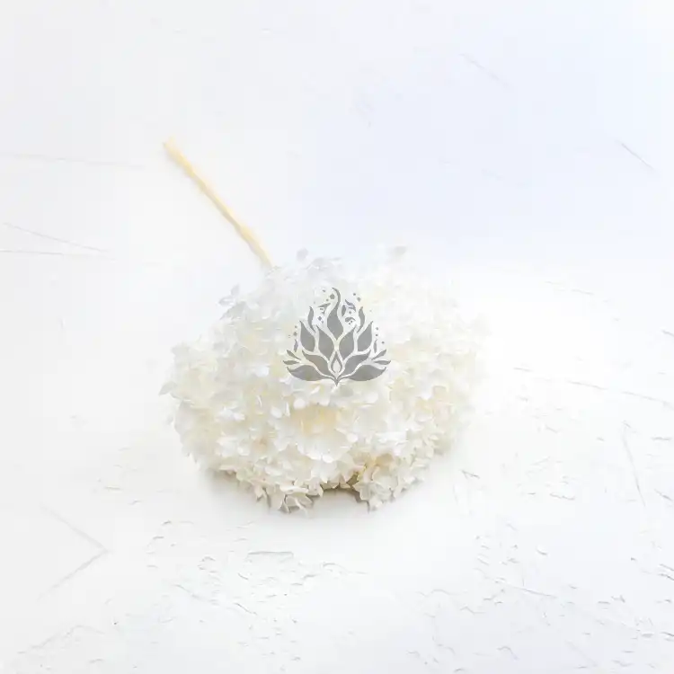 Hydrangea Bleached Royal 05.png