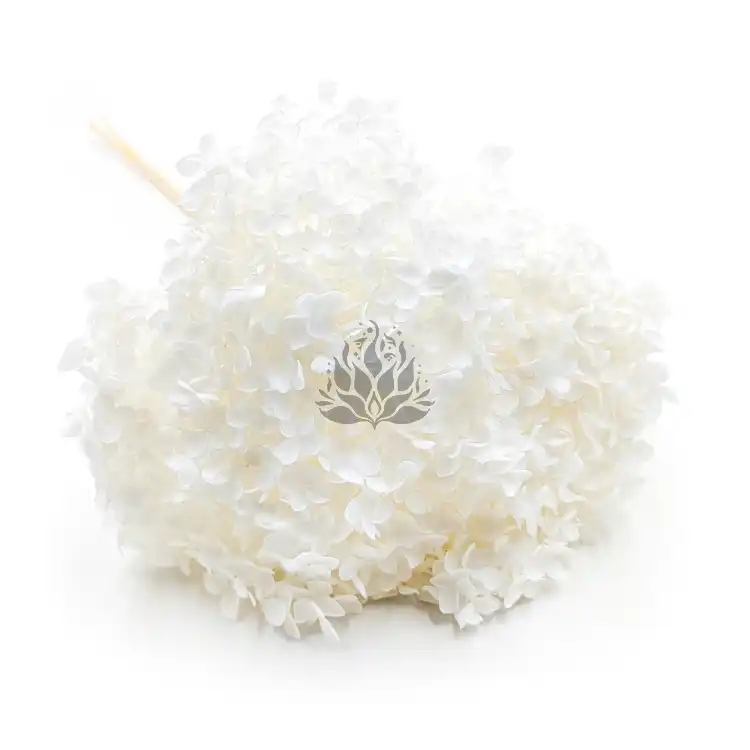 Hydrangea Bleached Royal 06.png