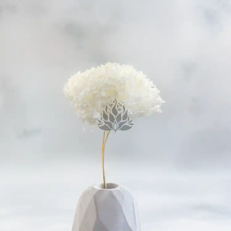 Hydrangea Bleached Royal 01.png