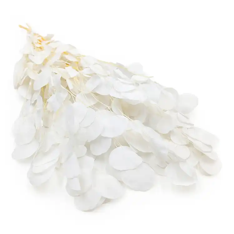 Populus Bleached Royal 3.png