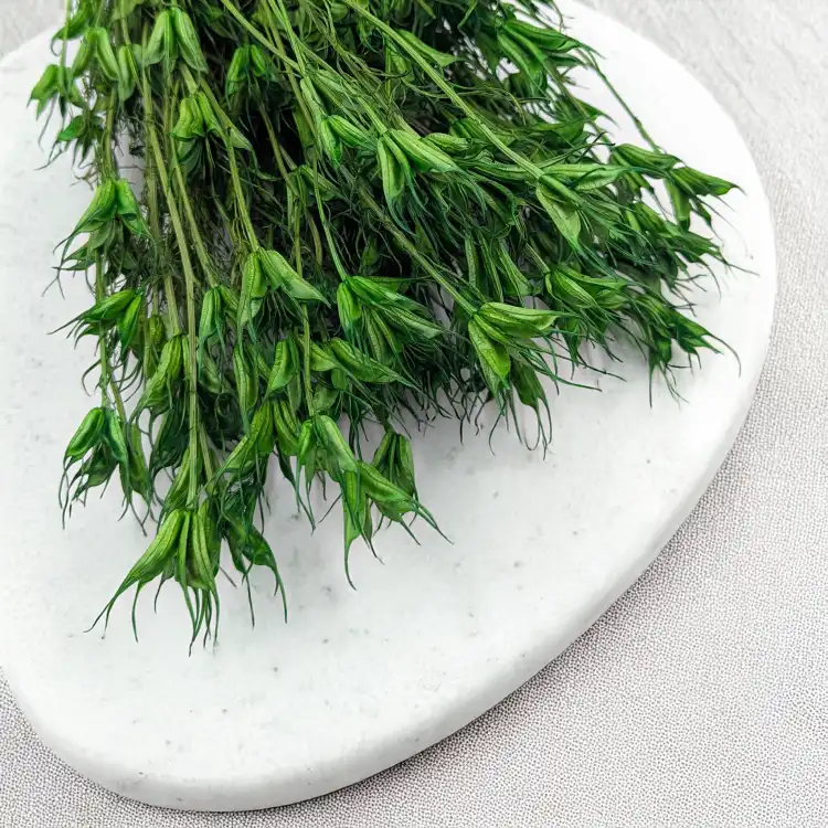 Nigella orient ziel pl 2.png