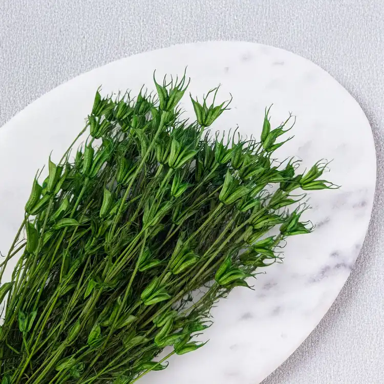 Nigella orient ziel pl 3.png