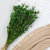 Nigella orient ziel pl 4.png
