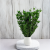 Nigella orient ziel pl 5.png