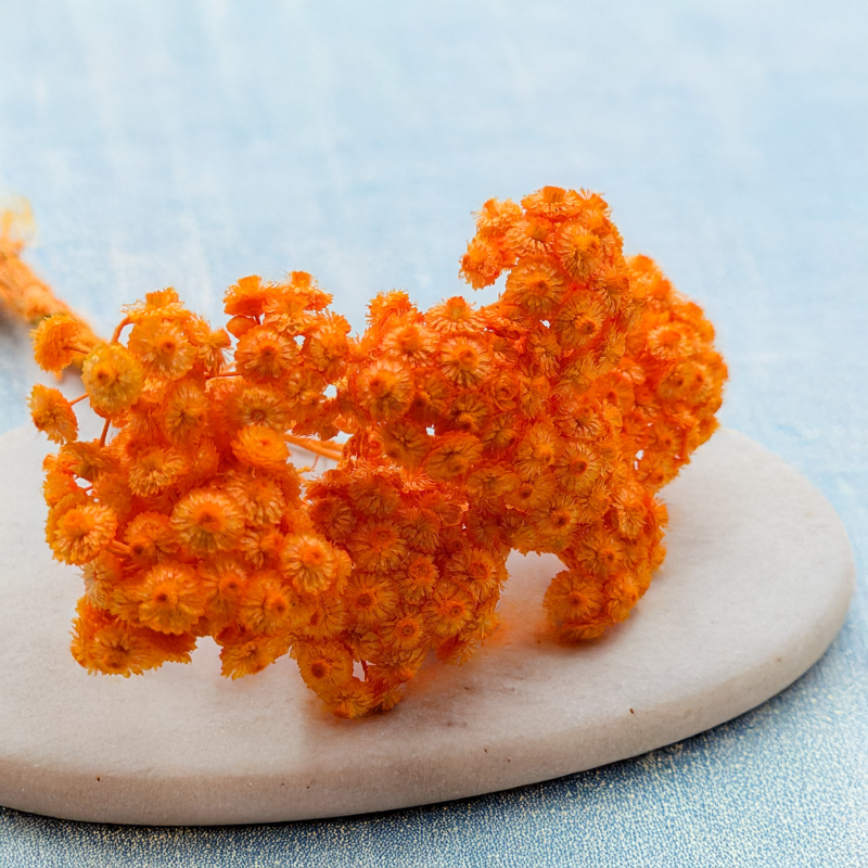 Kocanka włoska pomaranczowa 2.png