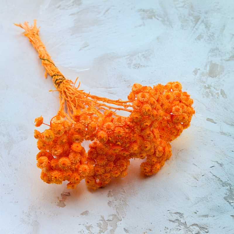 Kocanka włoska pomaranczowa 1.png