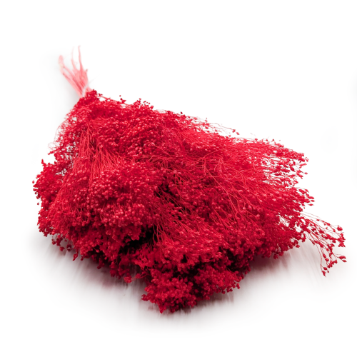Broom czerwony 0.png