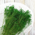 Broom Green 3.png